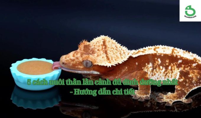 5 cách nuôi thằn lằn cảnh đủ dinh dưỡng nhất - Hướng dẫn chi tiết