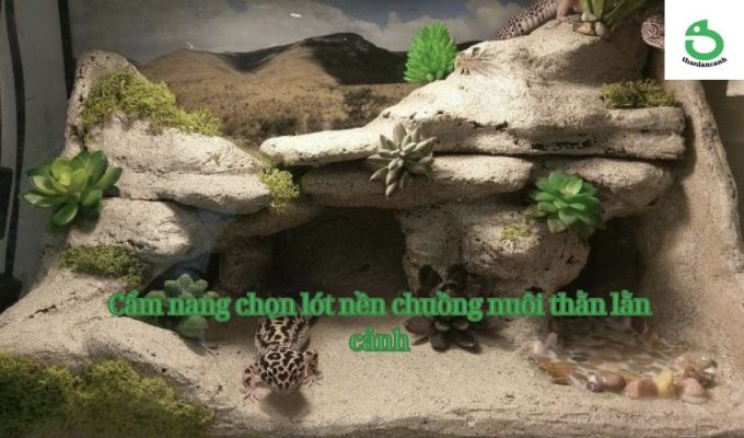 Cẩm nang chọn lót nền chuồng nuôi thằn lằn cảnh