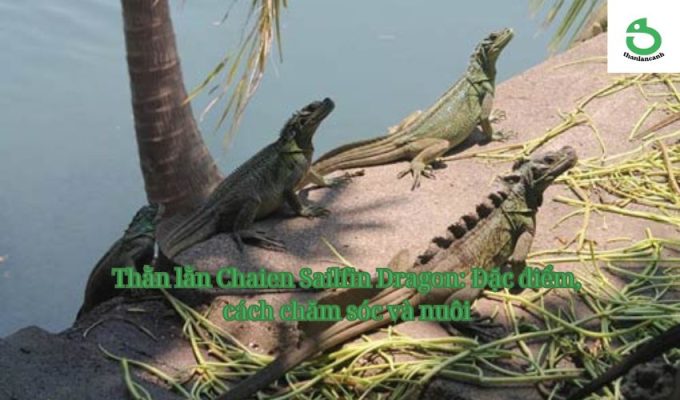 Thằn lằn Chaien Sailfin Dragon: Đặc điểm, cách chăm sóc và nuôi