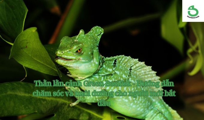 Thằn lằn cảnh Green Basilisk - Hướng dẫn chăm sóc và nuôi dưỡng cho người mới bắt đầu