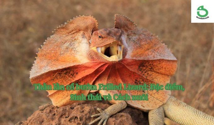 Thằn lằn cổ bướm Frilled Lizard: Đặc điểm, Sinh thái và Cách nuôi