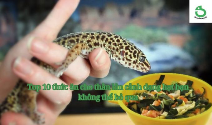 Top 10 thức ăn cho thằn lằn cảnh dạng hạt bạn không thể bỏ qua